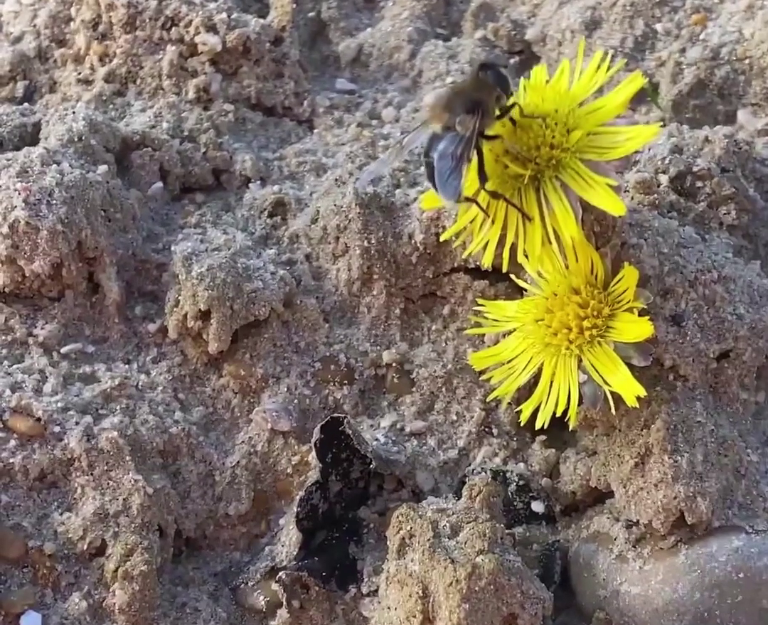 Une abeille sur un pissenlit